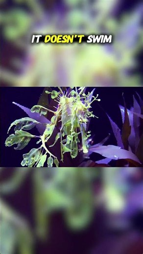 Top Ten Most Beautiful Fish in the Ocean: Master of Disguise