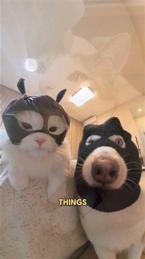 Your Cat's Behavior Finally Explained
