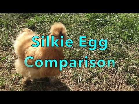 Silkie Chicken Egg Comparison