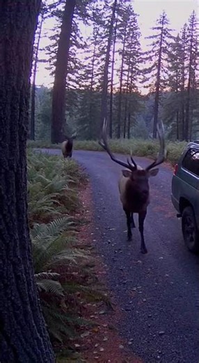 Massive Elk Appear One by One Caught on CCTV