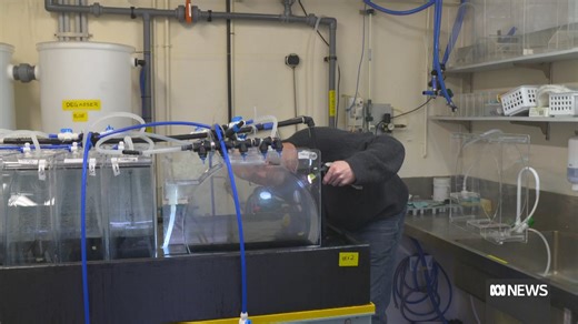 Scientists in the Australian Antarctic Division have discovered how to house and monitor krill for first time. | ABC News