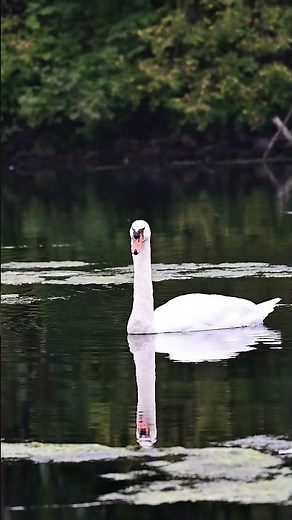 Schwan! ❤️ #video #wildlifeentertainment #nature #birdingparadise #swan #water #beautiful