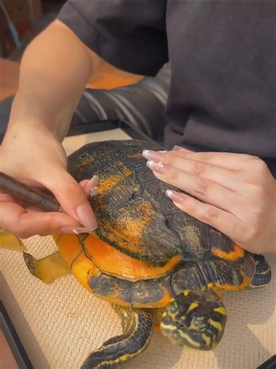 Turtle’s Cute Cleaning 🐢💧