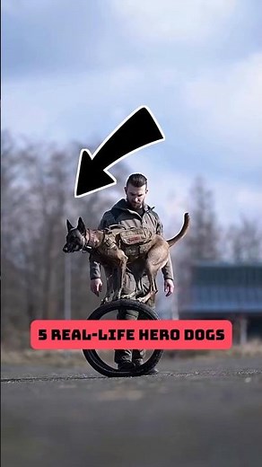 5 Real-Life Hero Dogs 🐕🦸‍♂️