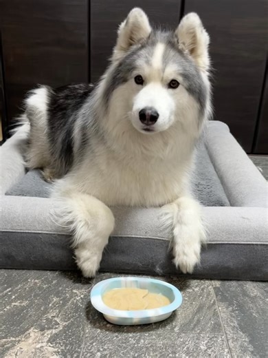 Apollo&Cosmo on Instagram: "11月に発売されたばかりのサプリメント、NaXessをお試しさせてもらったよ！ @naxess_japan こちらはおからパウダーベースのサプリメントで、アンモニアや硫化水素などの悪臭成分を分解する菌を配合したものなんだって✨ 実際に使ってみたところ、確かに3日くらいでうんちの臭いが軽減したよ！ 使い続けたいと思う一方で、アポロたちの体重ベースだと、与える量多いかなという印象💦 粉の状態で与えるには多すぎるので、水で溶いて与えたよ🙆‍♀️ 今後もうタブレットタイプなど違った形の商品が出たらまた試したいなと思えるサプリメントでした✨ マンションのワンルームなど、狭い空間で小型犬や猫ちゃんと暮らしていて、においにお悩みの方は試してみる価値はアリ👌 水で溶くとおからがかなり膨れるので、ダイエット中の子にももしかしたら良いかも🤭 #PR#ペット用サプリ #ペット用品 #ペット臭 #naxess"