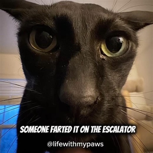 ❗Who Farted In The Elevator❗Larry? #usashorts #larry #funny #memes #cat #foryou #fyppp