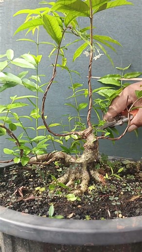 Caring for a mini bonsai #shortvideo #shortsfeed #bonsaitree #shorts #art