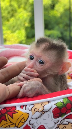“Just me and my baby monkey — stealing hearts one cuddle at a time 🐵💕” | Bathset
