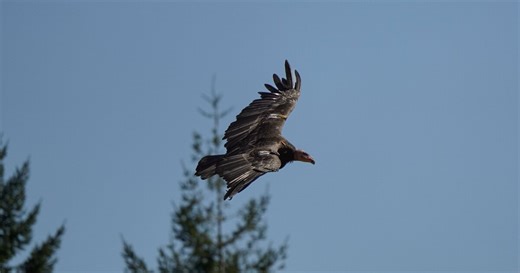 Condors may be tending an egg in a California redwood nest for first time in a century