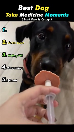 Smartest Tricks To Make Dog Take Medicine #ranking #funny #dogmedicine #takemedicine