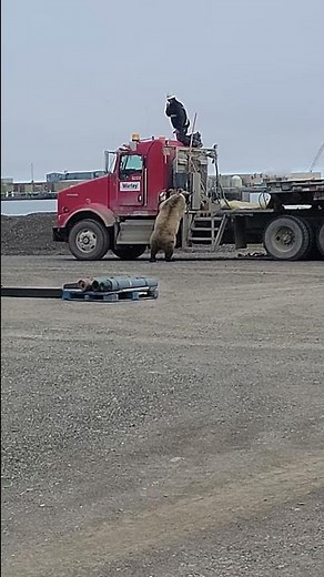 Truck driver chased by grizzly bear in Deadhorse Alaska