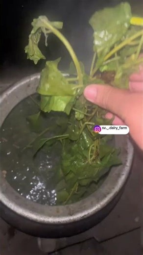 How to cure Blood Clots in Cow ? #trending #farming #svdairyfarm #dairyfarming #shorts #reels