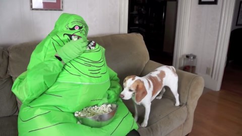 Beagle dog destroys Slimer in hilarious spooky showdown