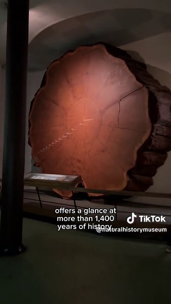 Giant sequoias are the world’s heaviest trees. It would take up to seven blue whales to equal the weight of a grown sequoia! #STEM #creatorsearchinsights #giantsequoia #TreeTok #MuseumTok