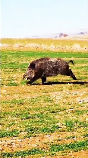 Wild Boar Running at Full Speed | Rare Wildlife Moment #wildboar #wildlife #wildanimals