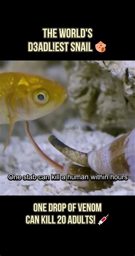 🐌🚬The Cigarette Snail 🐚 #facts