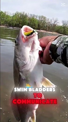 Freshwater Drum: The Fish That Loves to Sing