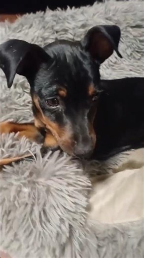 Sweet Miniature Pinscher 🐶💖