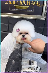 🐻 From Fluff to Teddy Bear: The Cutest Bichon Grooming Transformation! | Creative Inspiration For You