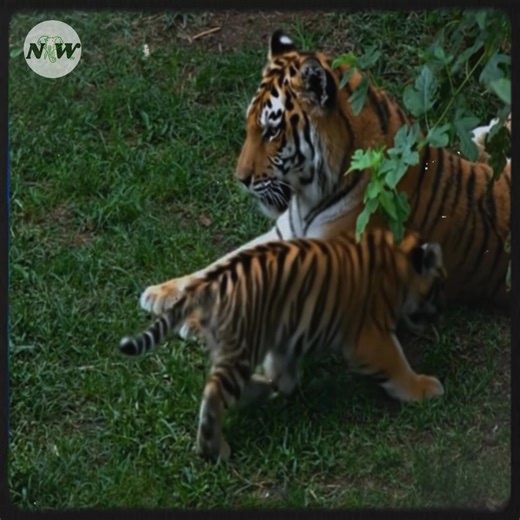 6.8K views · 591 reactions | Four Adorable Tiger Cubs Welcome into the World!—[Full story in 헰헼헺헺헲헻혁] | Adorable Things | Facebook