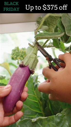 THE OFFER OF THE YEAR: Up to $375 OFF all Rise Gardens 🥬 Grow 100 Non-GMO plants indoors without pesticides 🍅 Perfect for fresh and nutritious holiday meals 🎄 The best gift for your loved one, one they'll cherish for years to come. 90 Day Risk Free Trial. 3-yr Warranty. | Rise Gardens