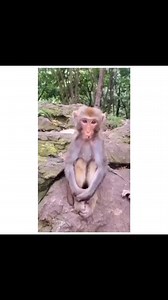 1.2M views · 10K reactions | Animal Funny Scenes Please Like & share #animal #funnyanimal #animallover #animalcomedy #comedy #funny #jabardasth #jabardasthcomedy #telugucomedy #viralreel #trendingreel #highlights @everyone @followers | Thirumala Kumar Konam | Facebook