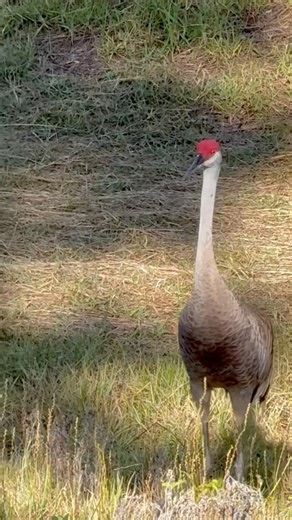 Lifecycle of Sandhill Crane !!!