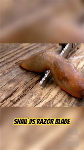 Can Snails Survive Crawling Across a Razor Blade?