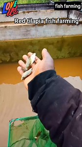 #Farming #fish #aquaponics Red tilapia fish selection pond system🐟🐟👌 | Malvin Simba Sibanda