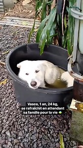 💕 Vasco – 15 mois – 24 kg 💕 Vasco est un jeune chien qui a déjà connu la vie de famille. C’est un vrai petit amour : joueur, câlin, gentil et sociable avec tout le monde. Il est gourmand, de bonne humeur et sait se montrer calme en voiture, sans être malade. 👉 Vasco a cependant besoin de compagnie : il s’ennuie tout seul et sera plus heureux avec un copain. 👉 Il aura besoin d’un jardin, et en plus d’un jardin sécurisé car Vasco est le roi de l’évasion : grimpeur et escaladeur hors pair, il s