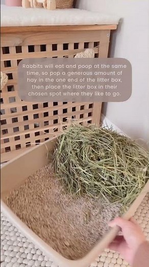 Litter Training Rabbits | Toilet Training Indoor Bunnies | Rabbit Poo | Rabbit Care