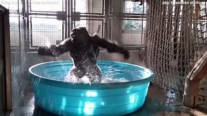 Watch this gorilla dance around in his pool