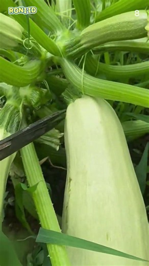 Super sharp scissors for easy pumpkin harvesting #shorts