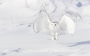 What Kind of Owl Is Hedwig From the Harry Potter Series?