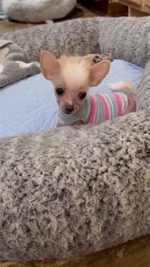 Chihuahua Mix Dog Breeds - You've Never Seen This Before #dog
