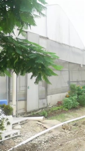 Exploring Agricultural Innovation in Papua New Guinea