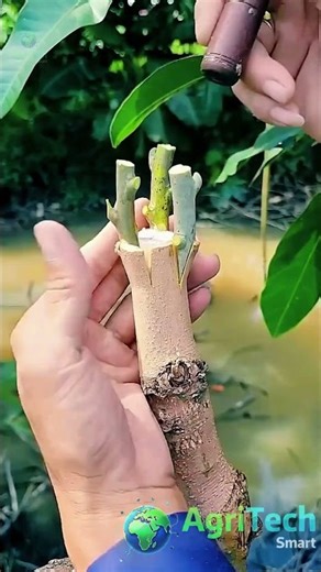 Mango Grafting Technique: How Farmers Grow High-Quality Mango Trees 🥭