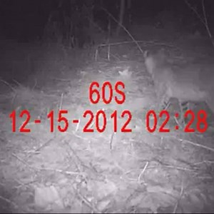 1.1K reactions · 613 shares | Bobcat on a trail cam in Ohio; To report a bobcat sighting call 1 800-WILDLIFE or email to wildinfo@dnr.state.oh.us. Bobcats have been taken off the threatened species list in Ohio but they are still protected. #yourwildohio #bobcat #trailcam | Ohio Division of Wildlife | Facebook