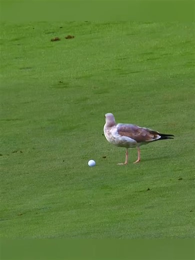 Seagull causes rules problem | seagull