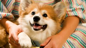 105K views · 1.3K reactions | We can’t get enough of these easy home-baked puppy treats!  | The Dodo | Facebook