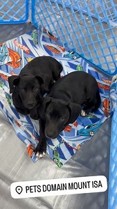 Come on down to Pets Domain Adoption Day and meet these absolutely cuties looking for their forever home 🥰 | Paws Hoofs and Claws