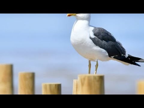 OP FREE VIP Server Script in ANY Roblox Game! (NOT PATCHED) *NEW*