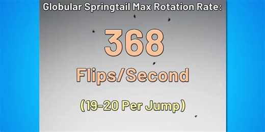 Moment of Science: The World's Fastest Backflip