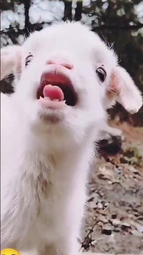 Goat Screams Like a Human – Funniest Sound Ever! 🐐😄