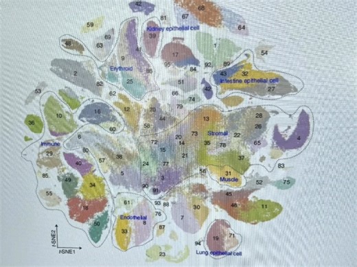 5k买的单细胞转录组scRNA-seq代码 全部分享，共125G。包含上游分析定量、下游质控、去批次、聚类分群、细胞注释、细胞比例、富集分析。已排除bug