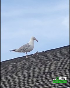 2.6M views · 28K reactions | i hate all seagulls except this one 麗 IG/phil_arbeiter | theCHIVE | Facebook