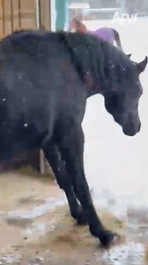 4M views · 10K reactions | Snow way he's leaving that stable  #afv #horses #funnyvideos | America's Funniest Home Videos | Facebook