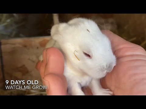 Watch me grow. New born rabbit from birth till eyes open.