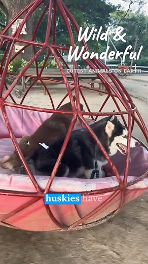 The Husky Personality You Should Know | Welcome to ‘Wild & Wonderful Cutest Animals on Earth.’ In this episode, we’re delving into the heartwarming traits of Siberian Huskies. Discover how these fluffy pals form unbreakable bonds with their owners, their inherent wanderlust, their status as internet celebrities, their playful personalities, and their unique double-layered fur. Join us as we celebrate the loyalty, adventure, and delight that Huskies bring into our lives. #SiberianHuskies #DogLove