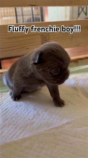 Fluffy frenchie boy for sale 4 weeks old !!!